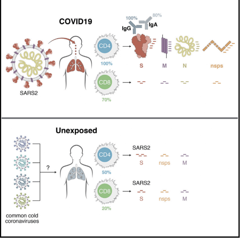 Do We Have More T Cell Immunity To SARS-CoV-2 Than We Think? | Immunopaedia