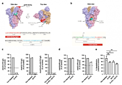 Identification Of Two B Cell Epitopes That Induce Neutralising Ab In ...