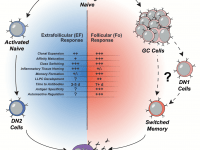 IL-6 | Immunopaedia