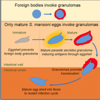 Granuloma formation during S.mansoni infection: protective or ...