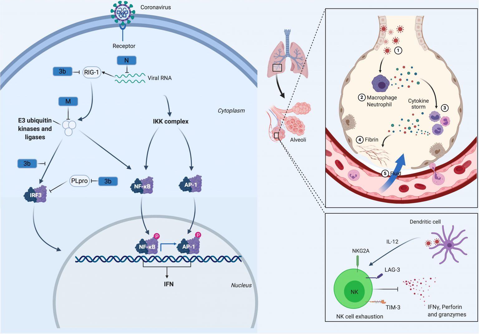 How Does SARS-CoV-2 Evade The Immune Defences? | Immunopaedia