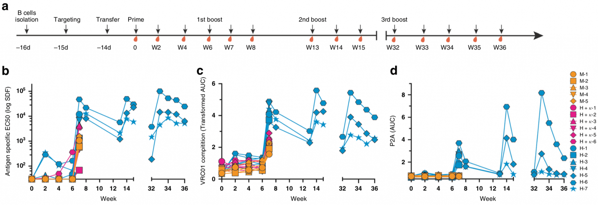 Vaccine Elicitation Of Engineered HIV-specific B Cells: Inducing BnAbs ...