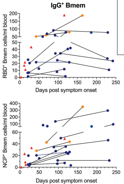 SARS-CoV-2-specific Memory B Cells Persist Up To 8 Months Post ...