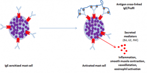 Type I hypersensitivity against aeroallergens