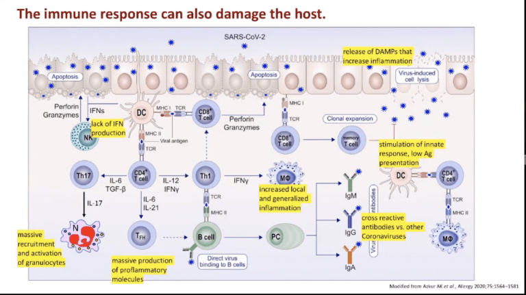 IUIS-Immunopaedia-Frontiers Webinar: Immunopathology Of COVID 19 ...