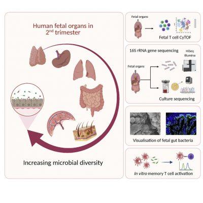 Microbes prime foetal immune cells during early human development ...