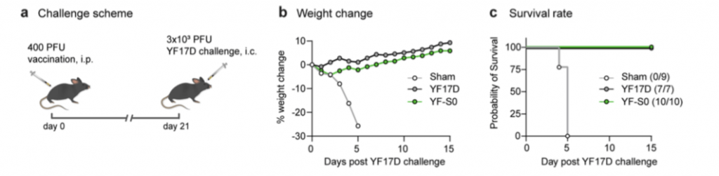 Pre-clinical evaluation of a vaccine that induces both SARS-Cov-2 and ...