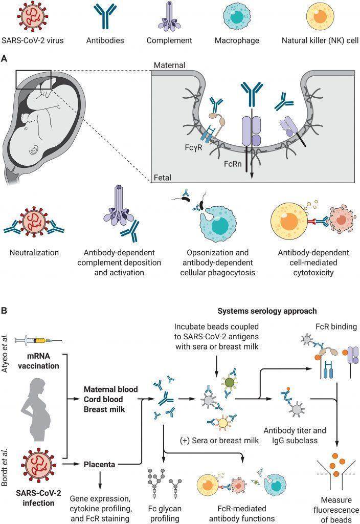 Pregnancy And Its Influence On The Immune Response To SARS CoV 2   Scitranslmed.abm2070 F1 704x1024 