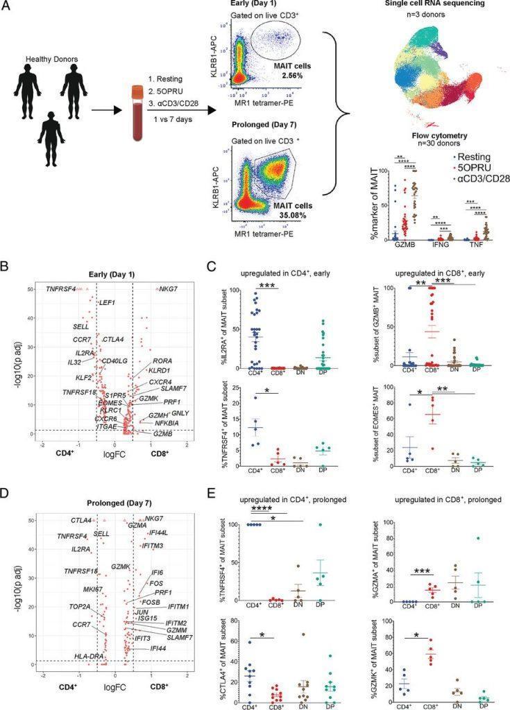 Mait Cells – A New Target For Future Immunotherapies And Vaccines 