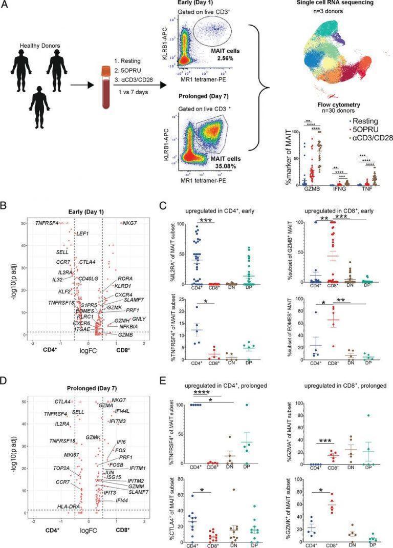 MAIT cells – a new target for future immunotherapies and vaccines ...