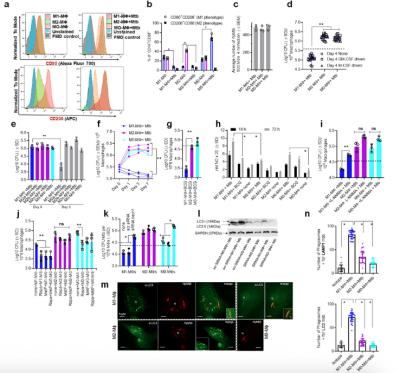 Human M1 macrophages champion the control of TB disease | Immunopaedia