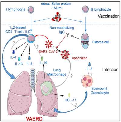 lymphocyte-proliferation-assay | Immunopaedia