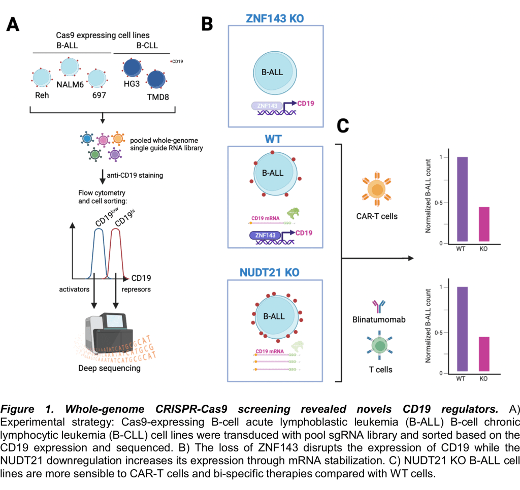 How To Boost Immunotherapies Against B-cell Leukemia | Immunopaedia