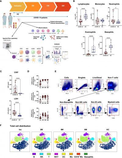 COVID-19 And The Innate Immune System – Long Term Effects | Immunopaedia