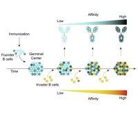 Immune Response Diversity Driven By B Cells | Immunopaedia