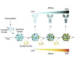 Immune Response Diversity Driven By B Cells | Immunopaedia