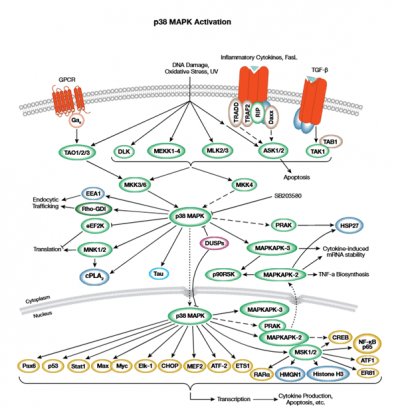 Eliminating metastatic breast cancer in mice – immunotherapy insights ...