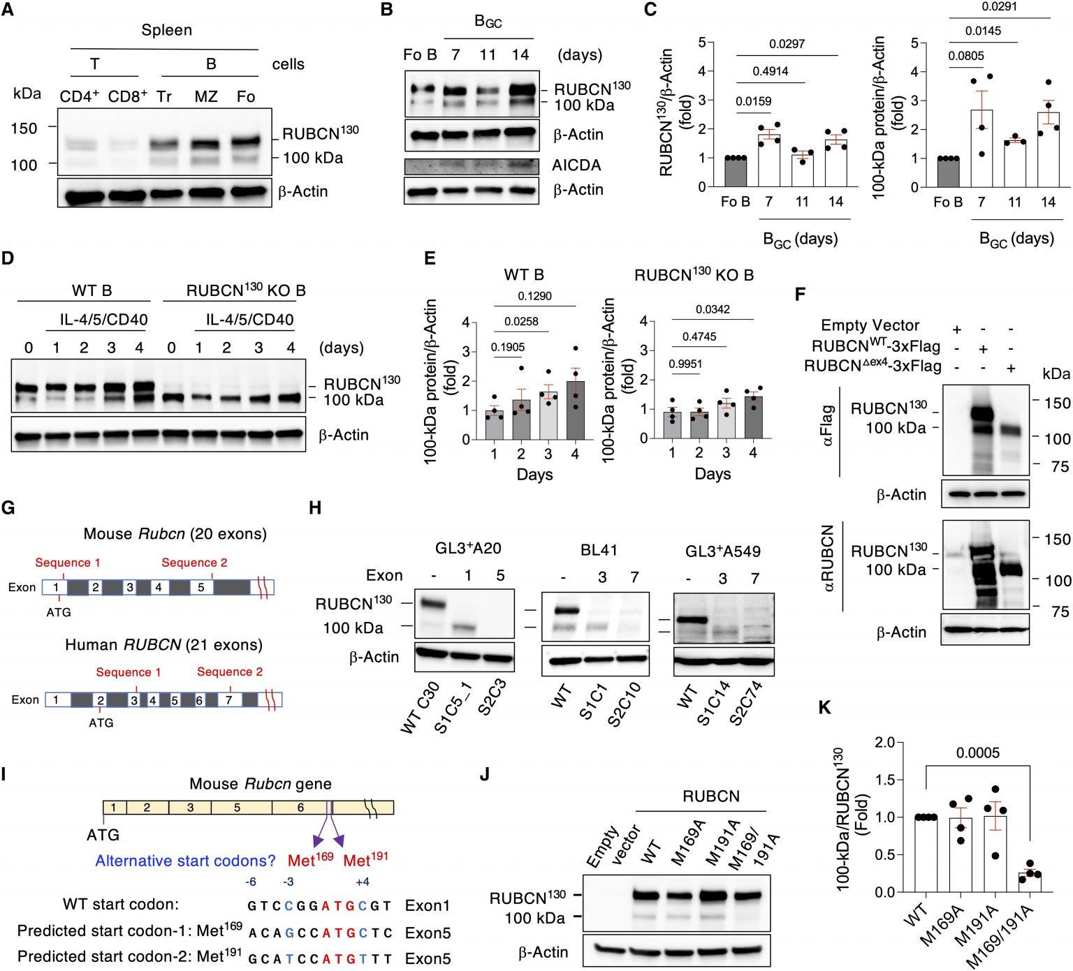 Enhancing B Cell Memory: The Role Of Autophagy And The RUBCN Protein ...