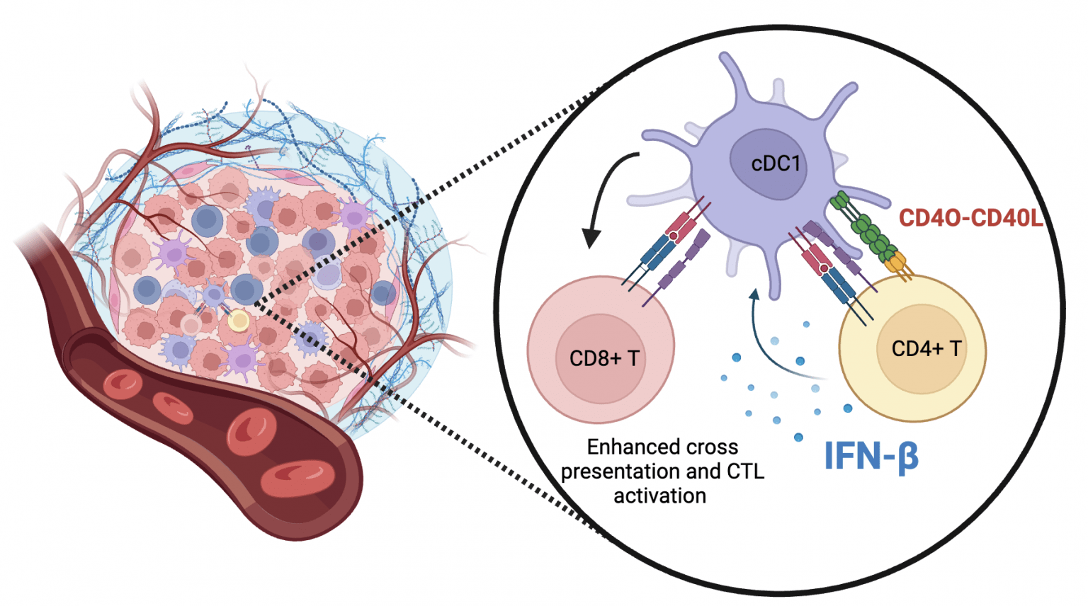 Interfering With T Cell Help: IFN-β For Enhanced Anticancer Immunity ...