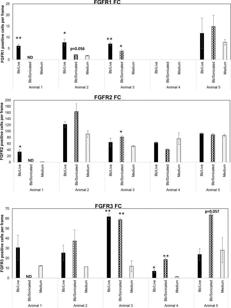 New Hope for Treatment-Resistant Lyme Disease: Targeting Inflammation ...