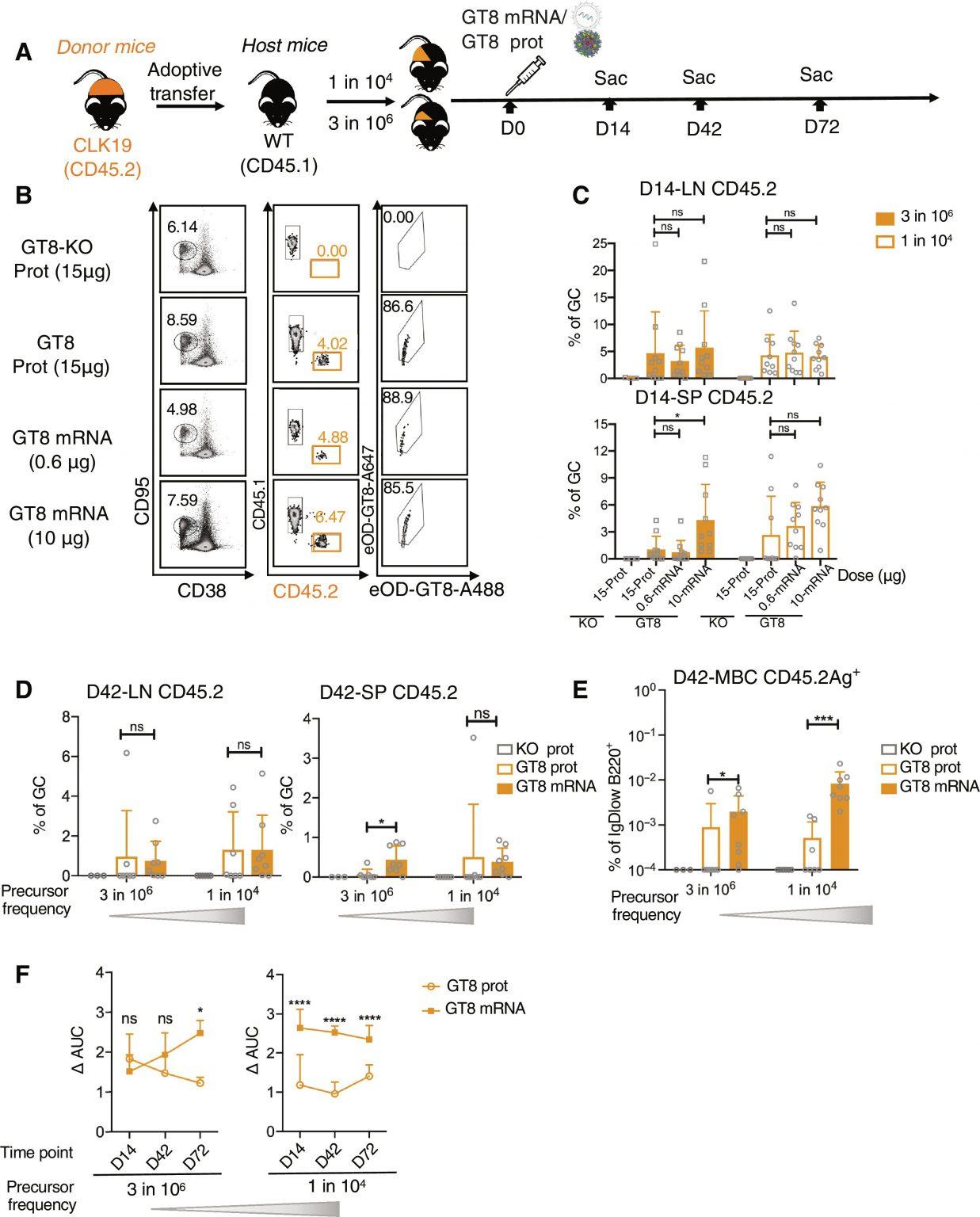 A New Hope in HIV Vaccine Development: Targeting Broadly Neutralizing ...